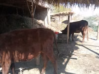 牛只（批次，未指定性别）, Cattle — 照片 1