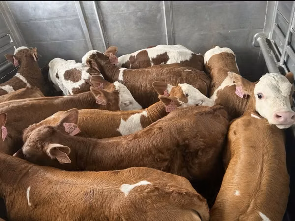 सांड, Simmental cattle