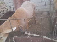 Schaf, Arashan sheep — Foto 6
