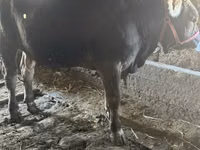 公牛, Swiss cattle — 照片 5