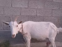 母山羊, Goats — 照片 1
