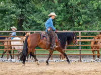 Hengst, Quarter Horse — Foto 5
