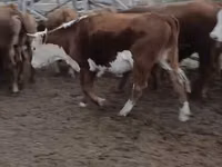 بقرة, Latvian Blue cattle — الصورة 6