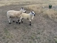 Oveja, Cerry Hill sheep — foto 1