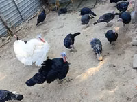 Turkeys — 照片 4