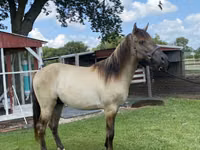 حصان, Rocky Mountain Horse — الصورة 6