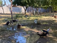 Domestic Muscovy — photo 2
