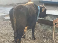 Toro, Ganado vacuno — foto 5