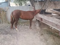 Stute, Kyrgyz Horse — Foto 3