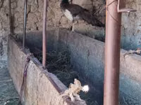 Turkeys — الصورة 6
