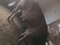 公牛, Swiss cattle — 照片 3