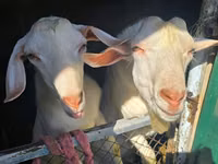 Ziegen (Partie, Geschlecht nicht angegeben), Beetal goats — Foto 1