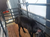 Carnero, Hissar sheep — foto 1