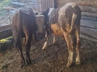 公牛, Swiss cattle — 照片 4