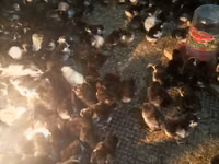 Chickens — Foto 1