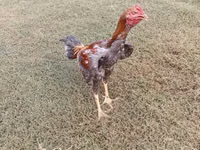 Chickens — الصورة 1