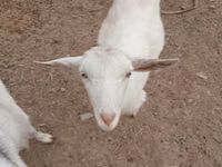 عنزة, Saanen goat — الصورة 5