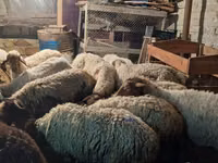 Schaf, Schafe — Foto 4