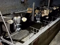 Бұқа, Swiss cattle — 1-сурет