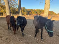 Caballo, Hucul pony — foto 1