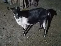 Echki, Echkilar — 5-rasm