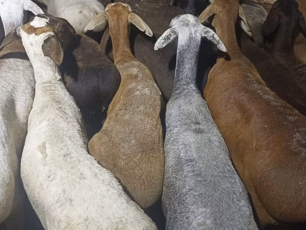 Ram, Sheep