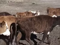 بقرة, Latvian Blue cattle — الصورة 1