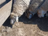Carnero, Assaf sheep — foto 4