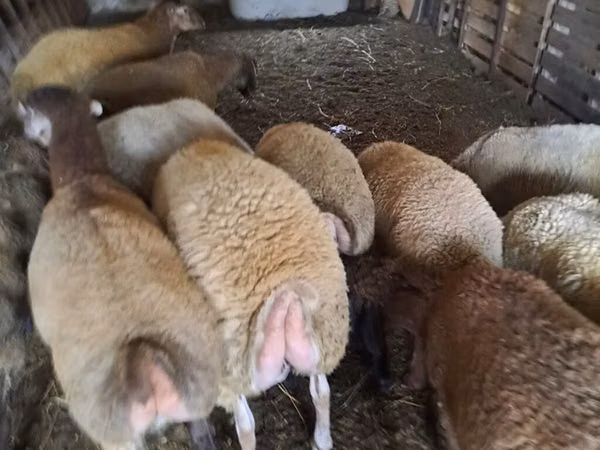 Кочкор, Койлор