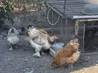 Gallina checa dorada veteada — foto 3