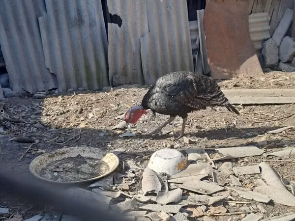 Turkeys — Kirgisistan