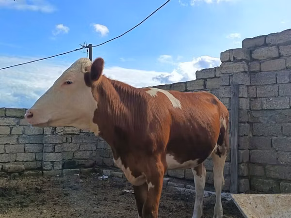 गाय, Simmental cattle