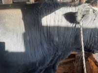 公牛, Cattle — 照片 3
