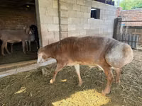 मेढ़ा, Arashan sheep — फ़ोटो 2
