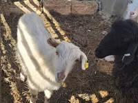 母山羊, Saanen goat — 照片 1