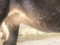 母牛, Swiss cattle — 照片 3