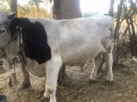 公牛, Swiss cattle — 照片 2