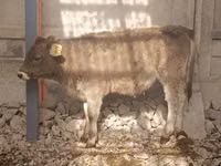 بقرة, Swiss cattle — الصورة 2