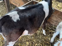 Kuh, Russian Black pied cattle — Foto 4