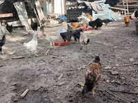 Chickens — 1-rasm