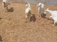 Ziege, Toggenburg goat — Foto 8