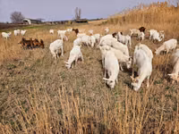 Ziege, Saanen goat — Foto 4