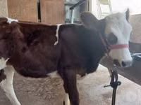 Bulle, Simmental cattle — Foto 6