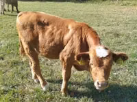 Rinder (Partie, Geschlecht nicht angegeben), Limousin-Kuh — Foto 4