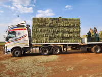 Lucerne For Sale - Small Bales (For Sale) — 照片 1