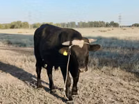 公牛, Swiss cattle — 照片 2