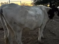 Kuh, Swiss cattle — Foto 2