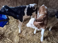 Bulle, Russian Black pied cattle — Foto 5