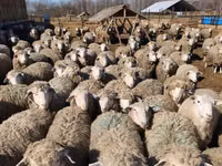 Widder, Kuibyshev sheep — Foto 4
