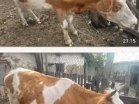 بقرة, Simmental cattle — الصورة 1